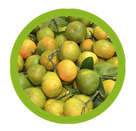 Mandarines