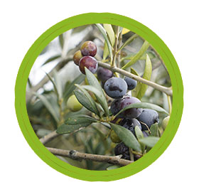 Olives